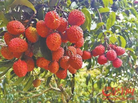 汕尾荔枝香從田間飄向全球